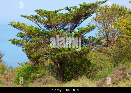 Cyprès (Cupressus sempervirens), dans la région de maquis, Italie Banque D'Images