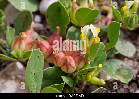 La vesce de vessie (Tripodium tetraphyllum, Tripodiom tetraphyllum, Anthyllis tetraphylla, Physanthyllis tetraphylla), blooming, Italie Banque D'Images