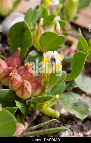 La vesce de vessie (Tripodium tetraphyllum, Tripodiom tetraphyllum, Anthyllis tetraphylla, Physanthyllis tetraphylla), blooming, Italie Banque D'Images