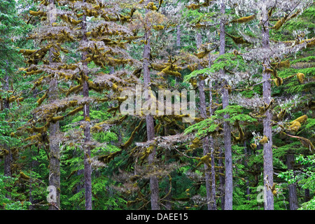 La pruche de l'ouest (Tsuga heterophylla), couvertes de mousses, USA, Alaska, Douglas Island Banque D'Images