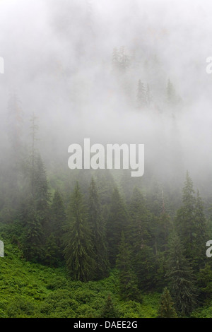 La pruche subalpine (Tsuga mertensiana), Waft de brouillard dans la forêt de montagne, USA, Alaska, Misty Fjords National Monument Banque D'Images