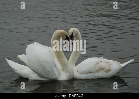 Deux cygnes avec forme de coeur Banque D'Images