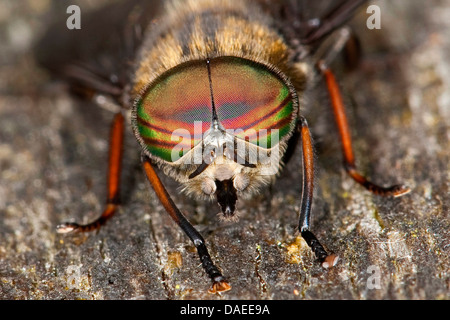 Horsefly, Horse-fly (Hybomitra bimaculata), homme, portrait, Allemagne Banque D'Images