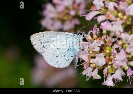 Holly Bleu, Holly-Blue (Celastrina argiolus, Celestrina argiolus, Cyaniris argiolus, Lycaena argiolus), sur les fleurs, Allemagne Banque D'Images