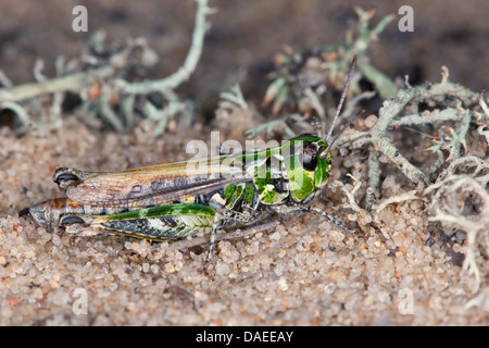 Sauterelle (tacheté Myrmeleotettix maculatus, Gomphocerus maculatus), assis sur le sable, Allemagne Banque D'Images