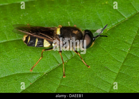 Général bagués (Stratiomys potamida mouche soldat, Stratiomys splendens), homme assis sur une feuille, Allemagne Banque D'Images