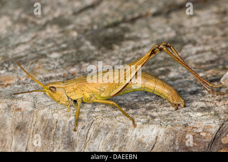 Or une grande sauterelle (Chrysochraon dispar), femelle en ponte, Allemagne Banque D'Images