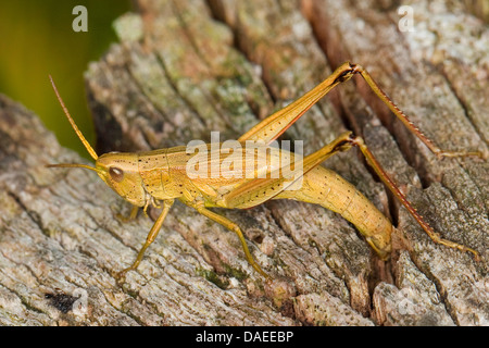 Or une grande sauterelle (Chrysochraon dispar), femelle en ponte, Allemagne Banque D'Images