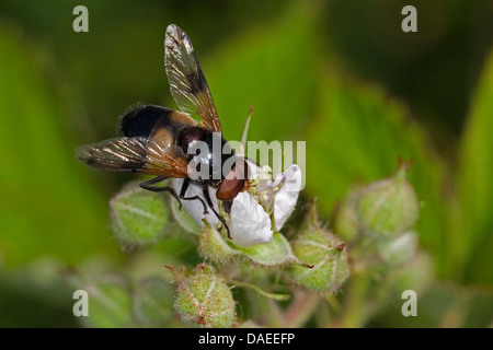 Hoverfly pellucide pellucide, Fly (Volucella pellucens), se nourrissant de pollen d'une fleur, Allemagne Banque D'Images