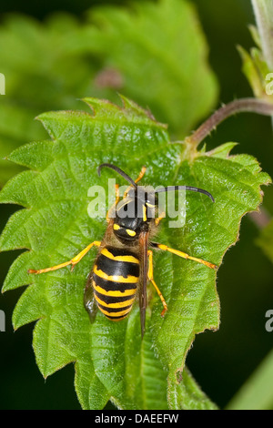 Tree wasp wasp, bois (Dolichovespula sylvestris), imprimeur de séance d'une feuille, Allemagne Banque D'Images