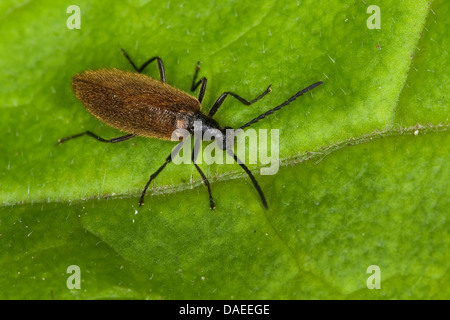 Darkling Beetle Lagria hirta (), assis sur une feuille, Allemagne Banque D'Images