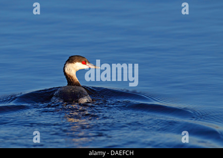 Quantite grebe (Podiceps auritus), natation, plumage d'hiver, USA, Floride, Merritt Island Banque D'Images