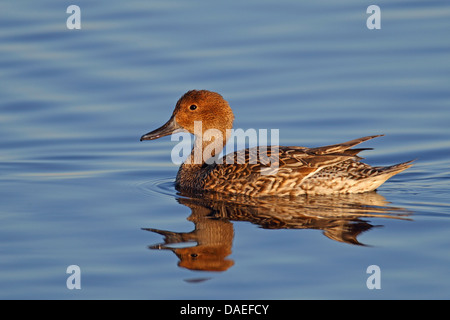 Le Canard pilet (Anas acuta), femme, natation, USA, Floride, Merritt Island Banque D'Images