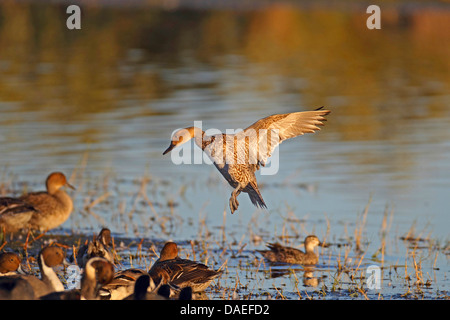 Le Canard pilet (Anas acuta), femme, vol, l'atterrissage sur la rive, USA, Floride, Merritt Island Banque D'Images