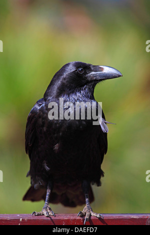 Corbeau nord-africain (Corvus corax tingitanus, Corvus tingitanus), assis sur une clôture, îles Canaries, la Palma Banque D'Images