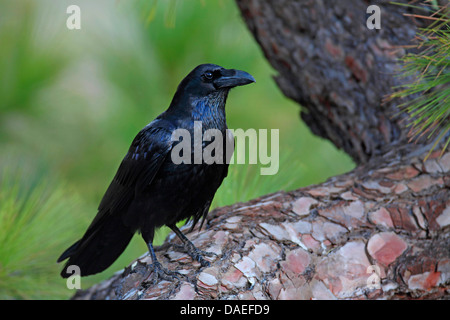 Corbeau nord-africain (Corvus corax tingitanus, Corvus tingitanus), portrait, assis dans un pin, îles Canaries, la Palma Banque D'Images