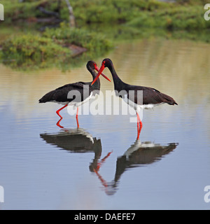 La cigogne noire (Ciconia nigra), deux cigognes dans les eaux peu profondes des commandes, de la Grèce, Lesbos Banque D'Images