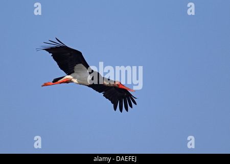 La cigogne noire (Ciconia nigra), volant, planeur, Grèce, Lesbos Banque D'Images