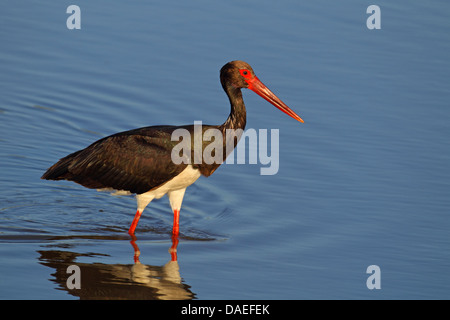 La cigogne noire (Ciconia nigra), debout dans l'eau peu profonde, la Grèce, Lesbos Banque D'Images