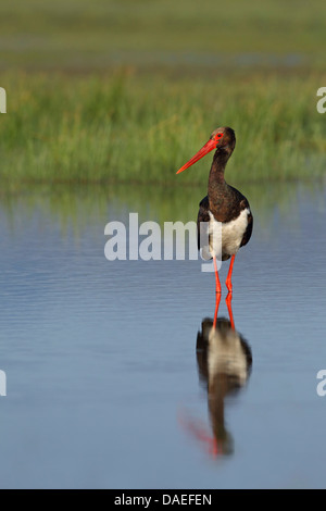 La cigogne noire (Ciconia nigra), debout dans l'eau peu profonde, la Grèce, Lesbos Banque D'Images