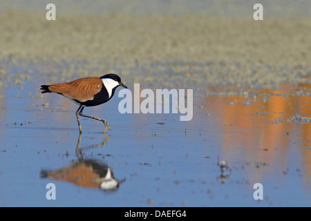 (Vanellus spinosus, Hoplopterus spinosus), à la recherche de nourriture dans les eaux peu profondes, la Turquie, Delta Goeksu Banque D'Images