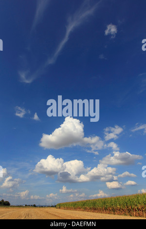 Champ de maïs récoltés et Corin, champ Allemagne Banque D'Images