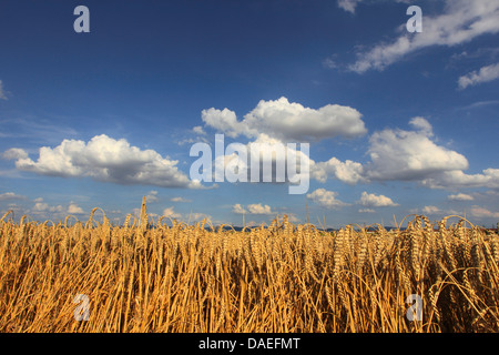 Le blé tendre, cultivé du blé (Triticum aestivum), champ de blé mûrs en été, Allemagne Banque D'Images