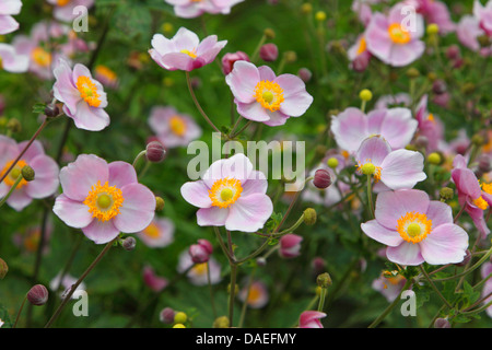 Anemone japonais, japonais, chinois windflower anemone (Anemone hupehensis Anemone hupehensis var. hupehensis,), la floraison, hybride Banque D'Images