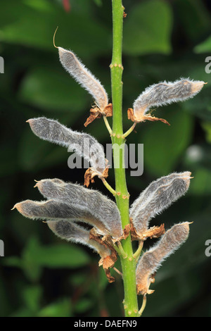 L'lupin, beaucoup de lupin à feuilles, jardin lupin (Lupinus polyphyllus), inflorescence, Allemagne Banque D'Images