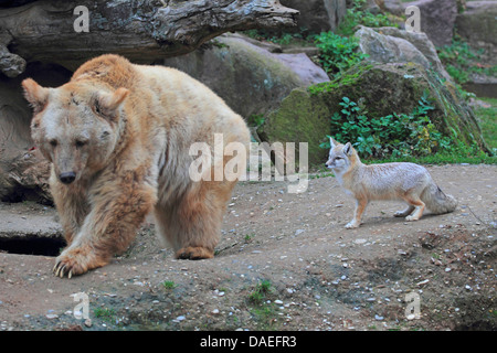 République brown bear (Ursus arctos syriacus), avec Corsac Fox dans le zoo Banque D'Images