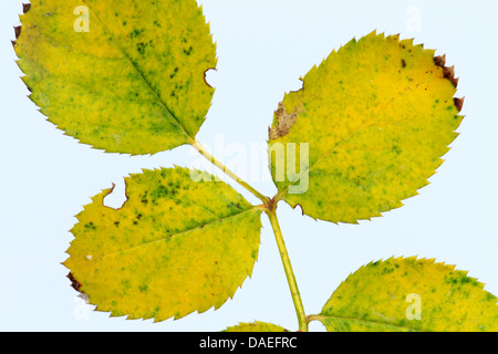 Détail d'un flétrissement des feuilles de rose en automne, Allemagne Banque D'Images