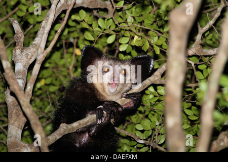 Aye-aye (Daubentonia madagascariensis), s'accroche à la branche, Madagascar, Antsiranana, Daraina Banque D'Images