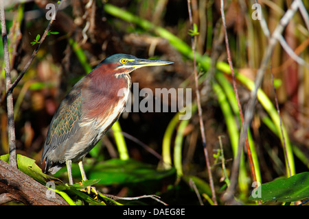 Héron vert, vert soutenu (Heron Butorides spinosa), assis sur la rive d'un lac, USA, Floride, le Parc National des Everglades Banque D'Images