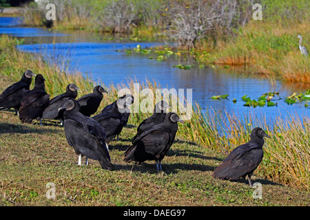 Urubu noir américain (Coragyps atratus), groupe assis sur le sol, aux États-Unis, en Floride, le Parc National des Everglades Banque D'Images