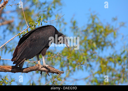 Urubu noir américain (Coragyps atratus), assis sur un arbre, USA, Floride, Myakka River State Park Banque D'Images