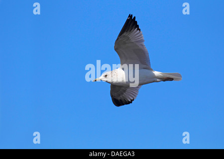 Le goéland à bec cerclé (Larus delawarensis), vol , USA, Floride, Merritt Island Banque D'Images