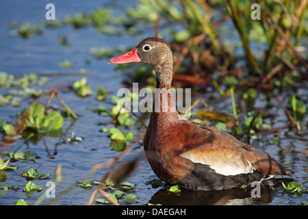 À bec rouge (Dendrocygna autumnalis), debout dans l'eau peu profonde, USA, Floride, Wakodahatchee Wetlands Banque D'Images