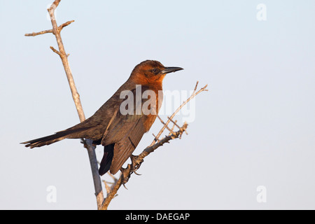 Quiscale bronzé (Quiscalus quiscula), femme assise sur une branche, USA, Floride, Merritt Island Banque D'Images