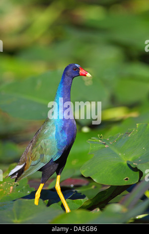 Purple gallinule purple gallinule d'Amérique, (Gallinula madleine, Porphyrula martinica, Porphyrio martinica), debout sur le grand nénuphar jaune feuilles, USA, Floride, le Parc National des Everglades Banque D'Images