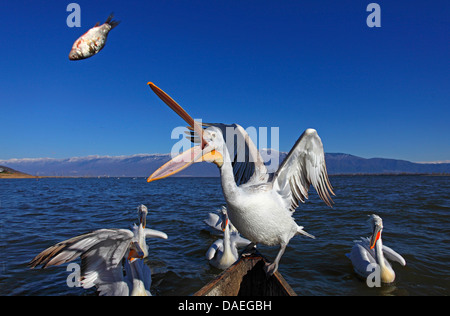 Pélican frisé (Pelecanus crispus), pelican assis sur un du bateau de la capture d'un poisson, jeter la Grèce, Lake Kerkini Banque D'Images