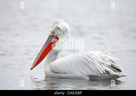 Pélican frisé (Pelecanus crispus), plumage nuptial, portrait, natation, la Grèce, le lac Kerkini Banque D'Images