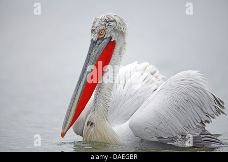 Pélican frisé (Pelecanus crispus), plumage nuptial, portrait, natation, la Grèce, le lac Kerkini Banque D'Images