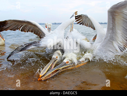 Pélican frisé (Pelecanus crispus), pélicans dalmates, essayez d'attraper un poisson, la Grèce, le lac Kerkini Banque D'Images