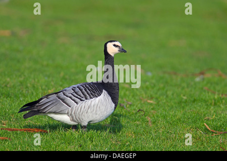 Bernache nonnette (Branta leucopsis), Comité permanent sur les terres à pâturage, Pays-Bas, Frise Banque D'Images