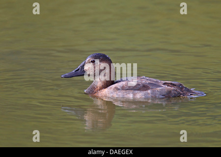 Fuligule milouin (Aythya ferina, Anas ferina), femme, natation, le Flevoland, Pays-Bas Banque D'Images