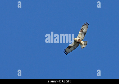 La Buse pattue (Buteo lagopus), vol , Suède, Falsterbo Banque D'Images