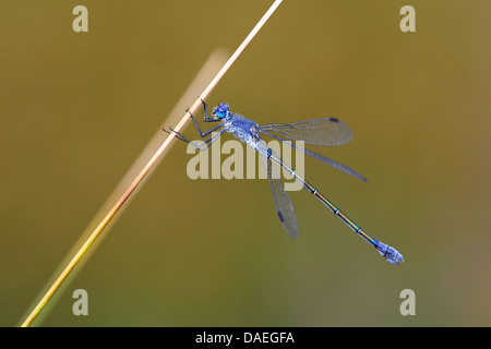 Demoiselle d'émeraude sombre (Lestes macrostigma), homme assis sur Juncus, Grèce, Lesbos Banque D'Images