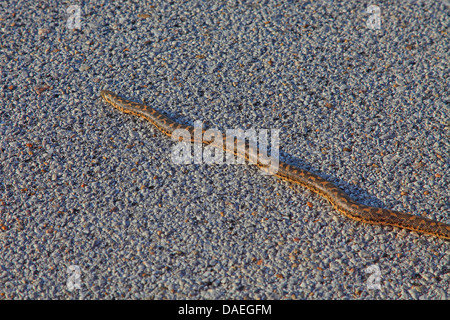 Sable (javelot boa Eryx jaculus), allongé sur la route, la Grèce, Lesbos Banque D'Images