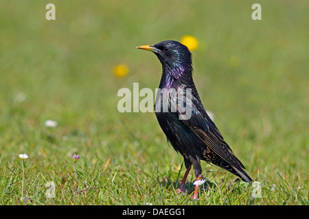 Étourneau sansonnet (Sturnus vulgaris), debout sur un pré, Pays-Bas, Texel Banque D'Images