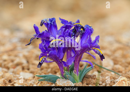 Imberbe nain iris (Iris reticulata), fleurs de forme sauvage, de la Turquie, de Mersin , Taurusgebirge Banque D'Images